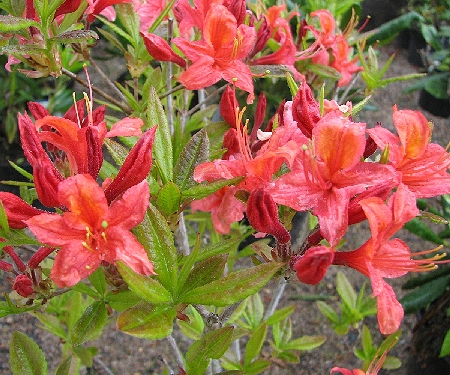 Rhododendron Ghent-Ryhmä 'Aamurusko'